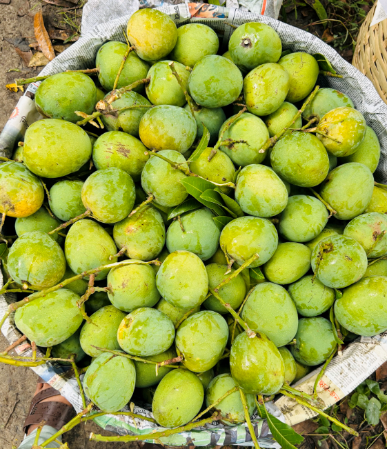 Mango A